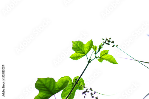 Slika na platnu Green leaf morning glory vine is useful white background