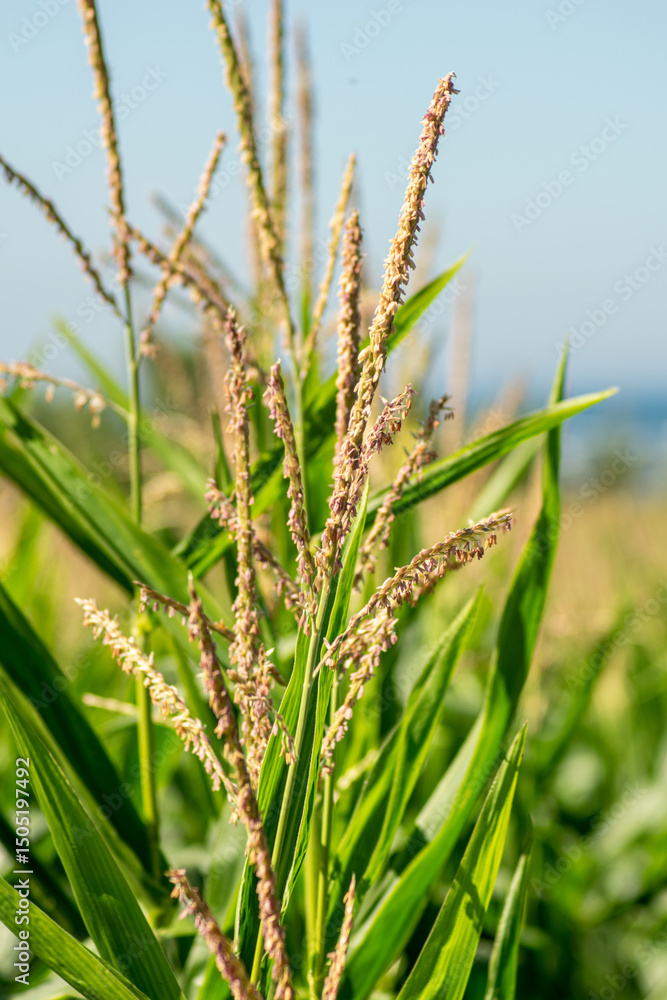 Fototapeta premium corn plants in a crop field on a blue sky summertime day. Agriculture concept background