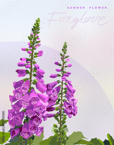 여름꽃-폭스글로브(Foxglove)