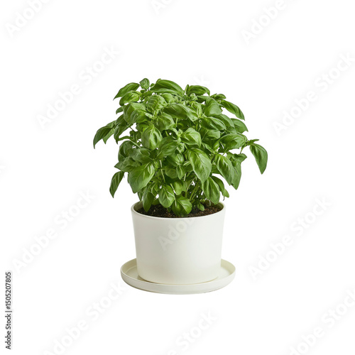 Fresh Basil Plant in White Pot with Saucer