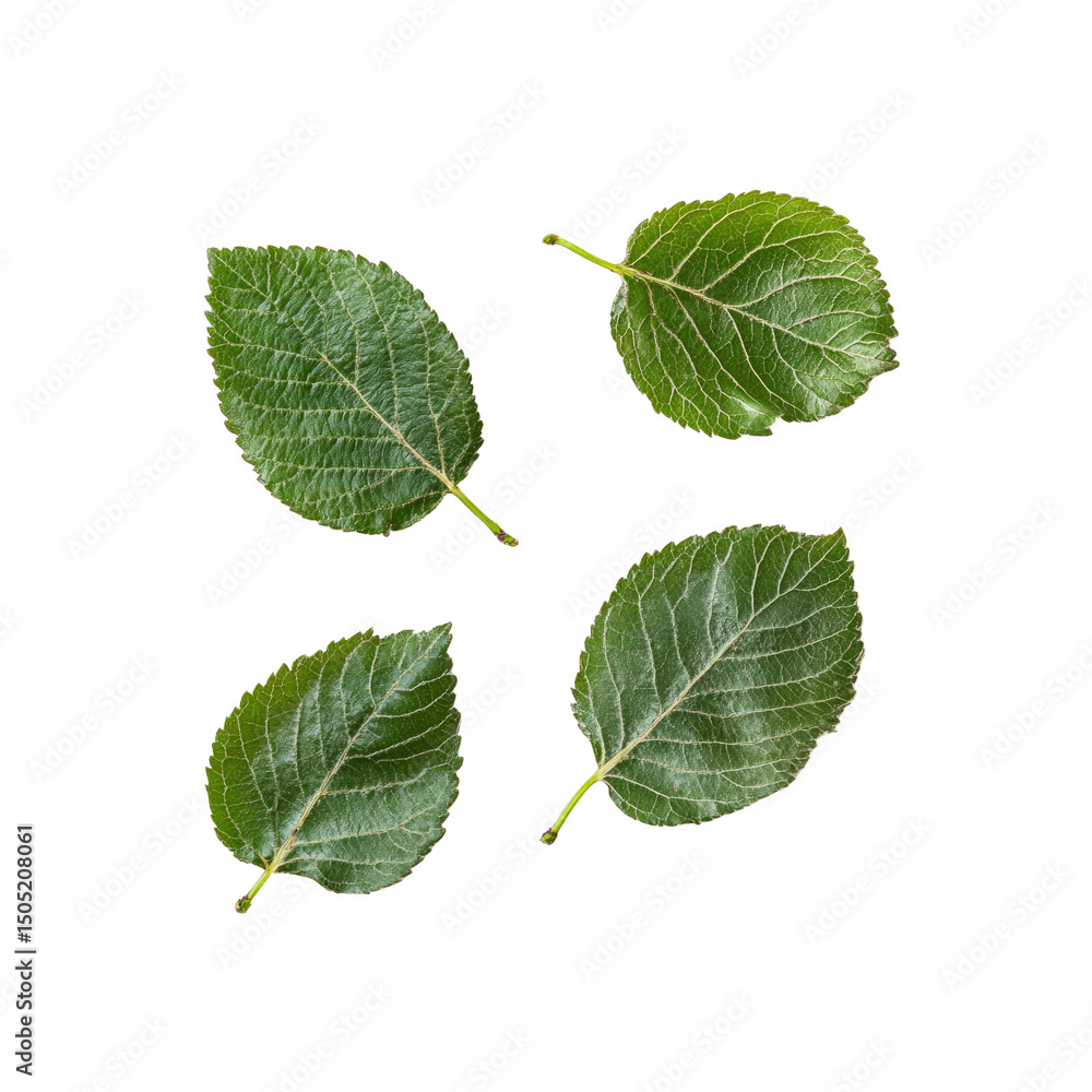 Fototapeta premium Four Green Leaves Isolated on Transparent Background