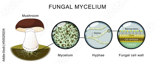 Fungi anatomy. Mushroom, mycelium, hyphae.