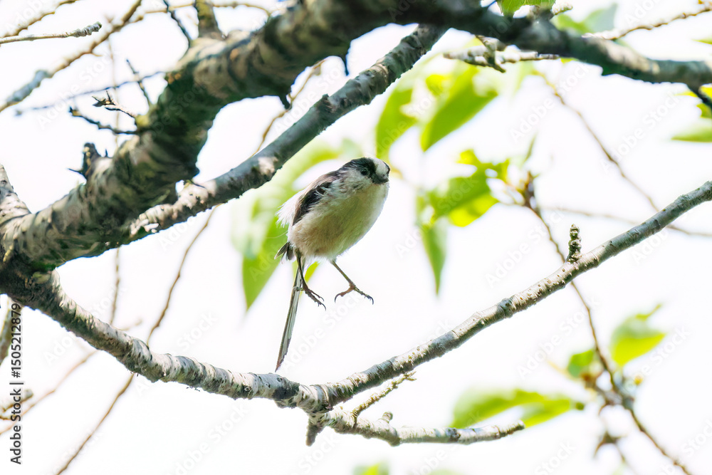 Fototapeta premium 飛び回る可愛いエナガ（エナガ科）の群れ 英名学名：long tailed tit (Aegithalos caudatus) 神奈川県横浜市三ツ池公園-2025