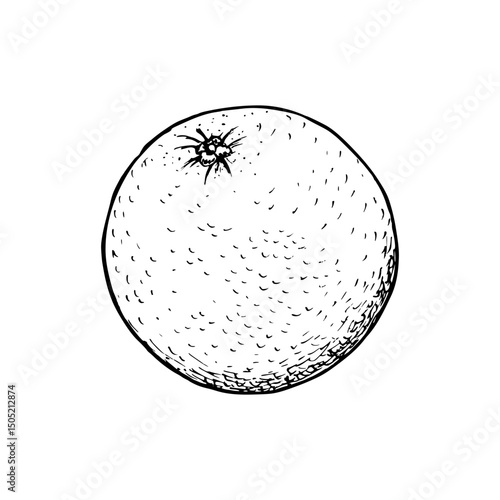 Orange botanical sketch illustration for natural wellness, medicinal garden, essential oil aromatherapy, and eco cooking. Hand-drawn engraving outline illustration on white background