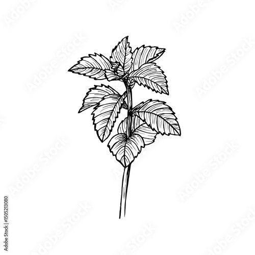 Peppermint herb engraved drawing. Natural outline sketch in botanical style for cooking, spa, medicinal tea, and garden beauty. Hand-drawn vector floral clipart on white background