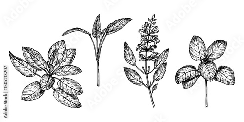 Sage herb vintage sketch drawing collection. Engraved plant illustration for use in wellness, natural cosmetics, culinary herbs, and garden decor. Hand-drawn floral vector clipart isolated on a white