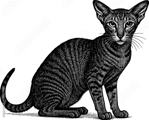 Oriental Shorthair vector black silhouette print design