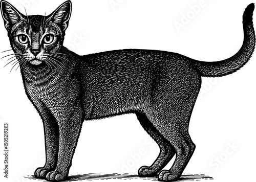 Abyssinian vector black silhouette print design