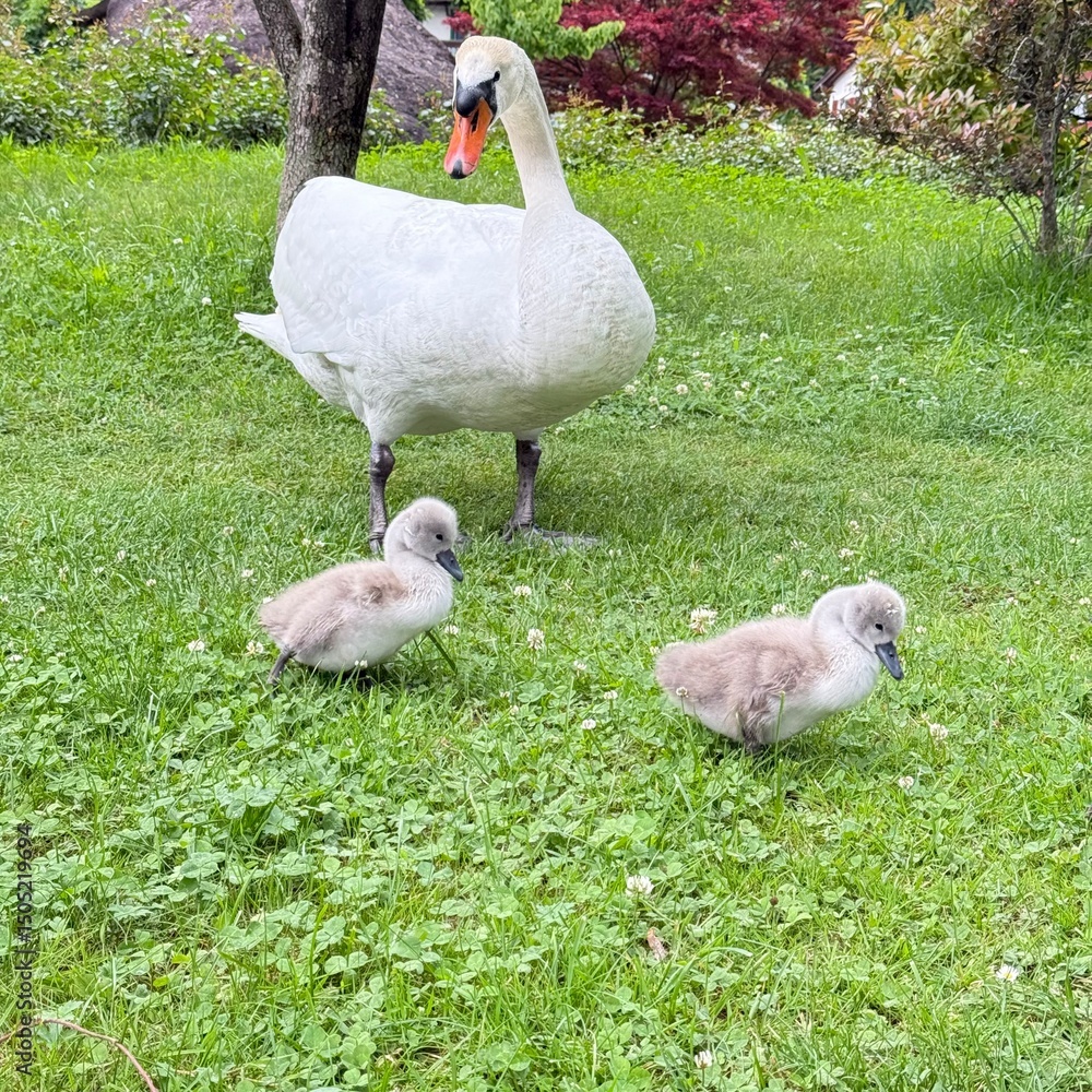 Obraz premium two white pelicans