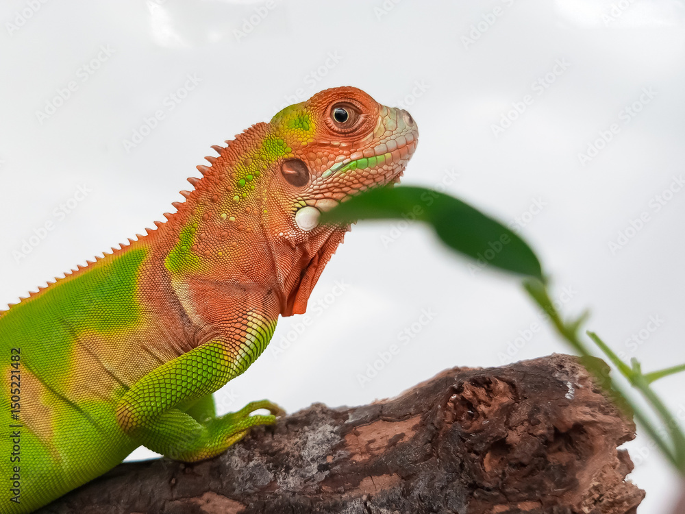 Fototapeta premium Close up photo of juvenile red green iguana