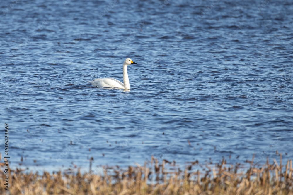 White swan gliding effortlessly across calm blue lake water White swan gliding effortlessly across calm blue lake water