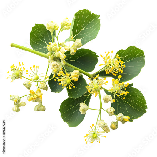 Linden Blossom Vibrant Closeup of Tilia Flower and Leaves isolated on transparent background