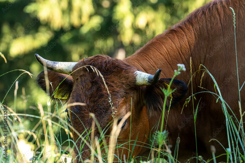 Fototapeta premium Brown cow with horns grazing in tall gras