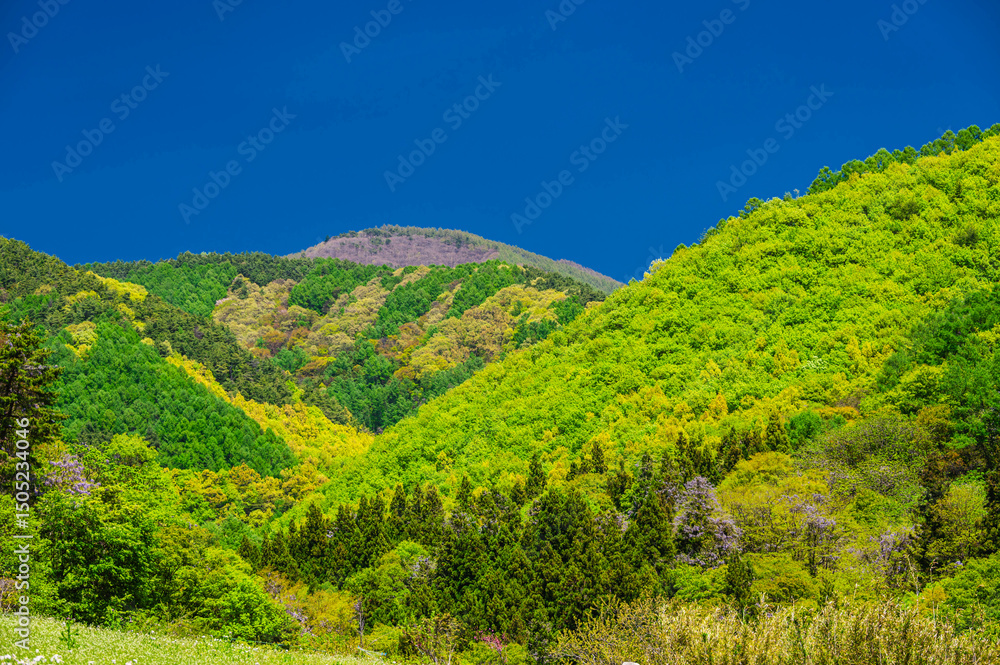 Obraz premium 新緑の山と青空 松本市