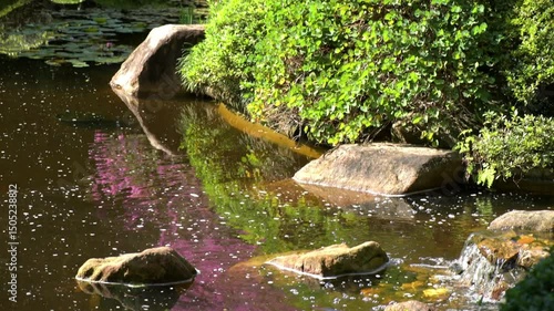 Picturesque Japanese Gardens at Mount Coot-tha, Brisbane, featuring the Millennium Cherry Tree.