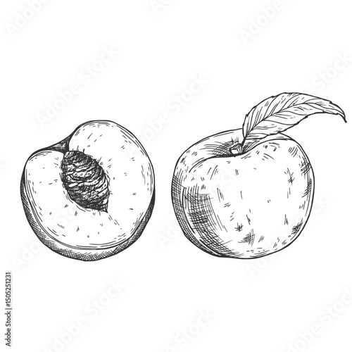 Peach slices set in vector. Hand drawn sketch style summer fruit drawings collection.