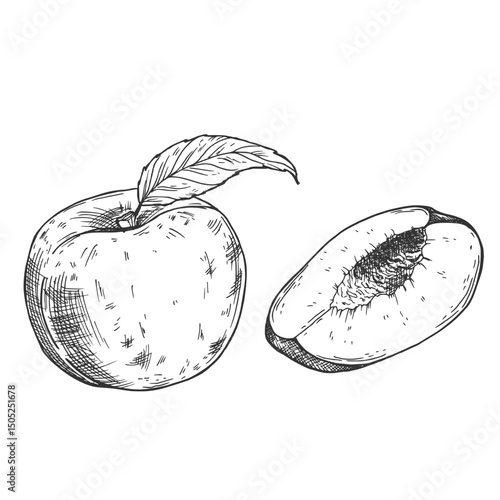 Peach slices set in vector. Hand drawn sketch style summer fruit drawings collection.