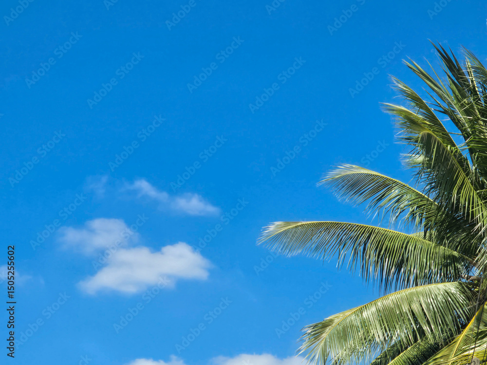 Bright blue sky with soft white clouds and a tropical coconut palm tree on the right. A serene, sunny day capturing the essence of summer, relaxation, and tropical vacations. Bright blue sky with soft white clouds and a tropical coconut palm tree on the right. A serene, sunny day capturing the essence of summer, relaxation, and tropical vacations.