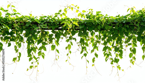 Vine Plant Branch with Green Creeper Leaves and Liana Tropical Nature Foliage