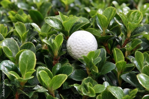 Golf ball hidden among green leaves in a garden during daytime