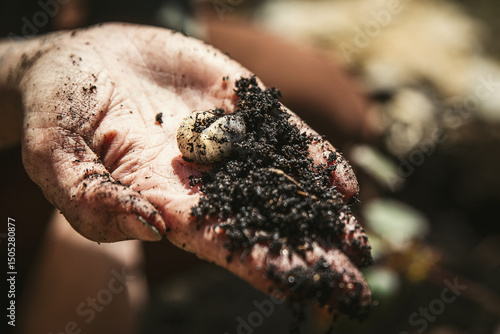 Cuadro en lienzo womans hand is holding a chafer grub or engerling