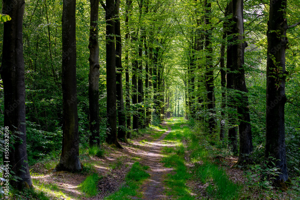Hiking concept, Spring landscape with small nature gravel path and grass, Line of trees with green leaves along both side of the way, Gelderland province in the centre-east of the country, Netherlands Hiking concept, Spring landscape with small nature gravel path and grass, Line of trees with green leaves along both side of the way, Gelderland province in the centre-east of the country, Netherlands