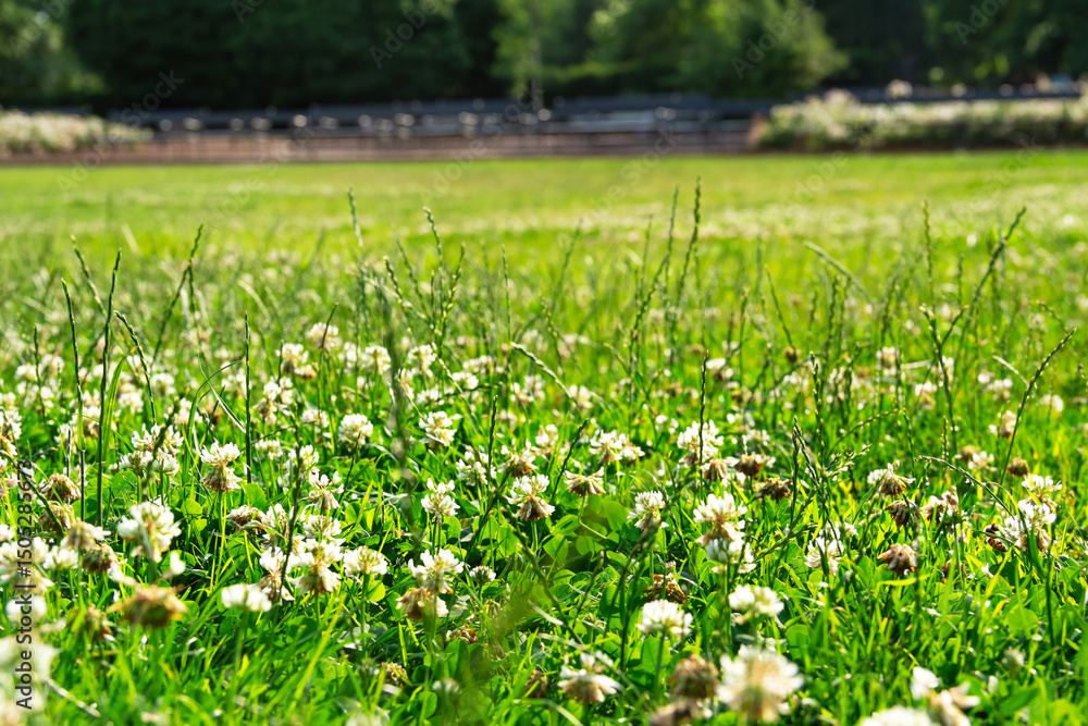 White clover flowers and green grass field with blurred background White clover flowers and green grass field with blurred background