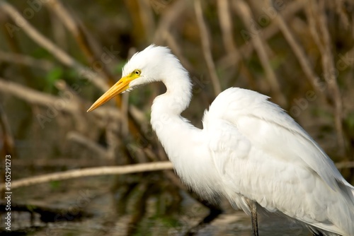 A Cattle Egret (Bubulcus ibis), a small white heron widely seen in warm climates, India