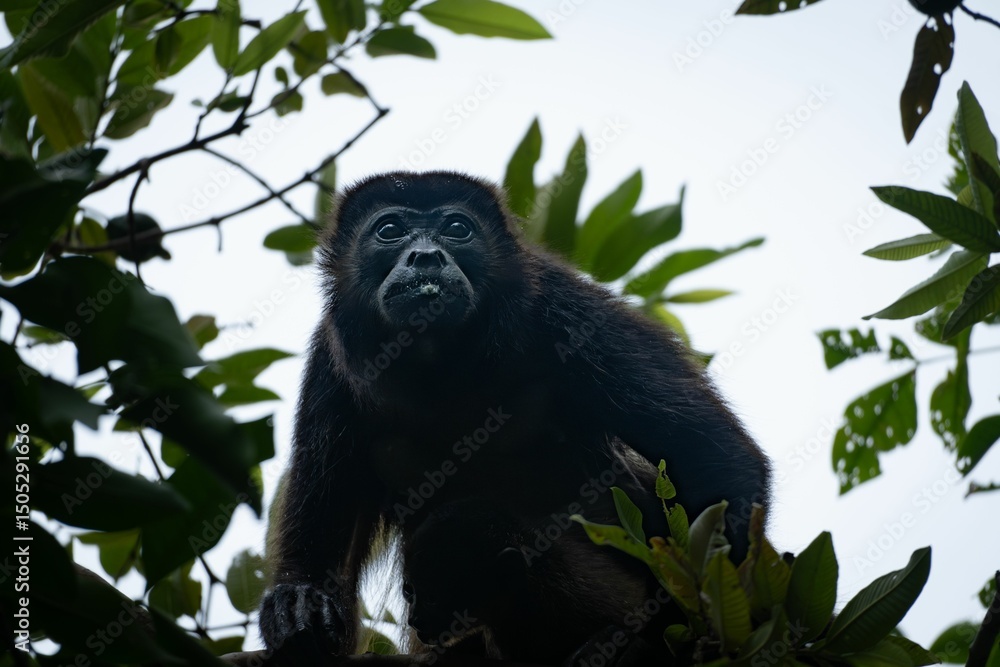 Obraz premium Howler monkey in tropical rainforest.