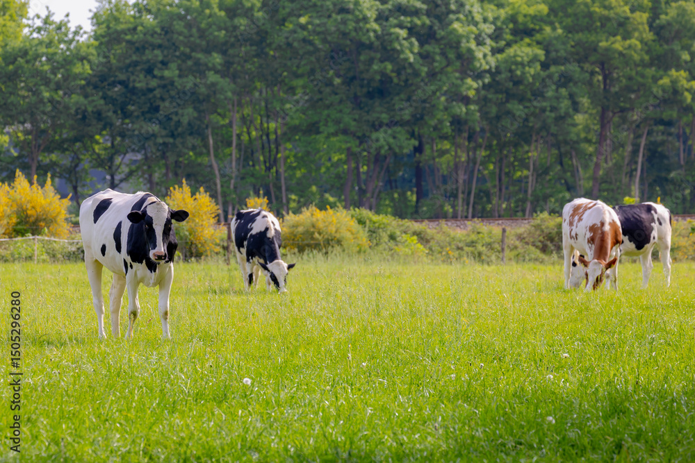 Fototapeta premium Spring countryside landscape, Flock of Dutch cows (black, white and orange) grazing fresh grass on green meadow with forest and trees, Open farm with dairy cattle on the field, Gelderland, Netherlands