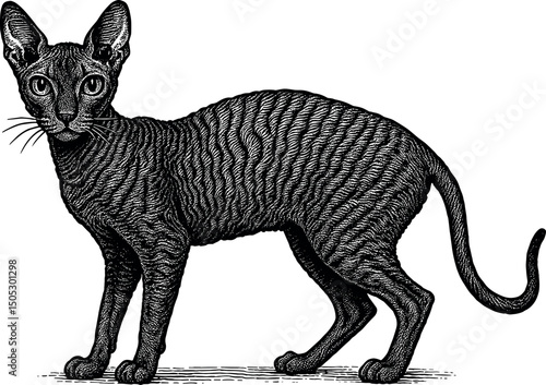 Cornish Rex vector black silhouette print design