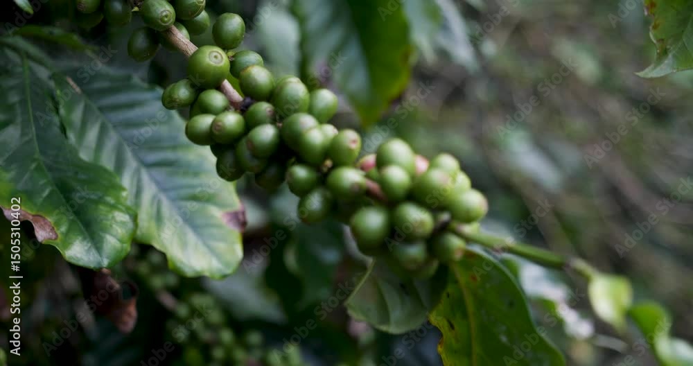 Close up Green seed berries harvest arabica coffee garden. Green coffee bean berry plant fresh raw seed coffee tree growth in eco organic farm. Fresh coffee bean green leaf bush ecology berry plant Close up Green seed berries harvest arabica coffee garden. Green coffee bean berry plant fresh raw seed coffee tree growth in eco organic farm. Fresh coffee bean green leaf bush ecology berry plant