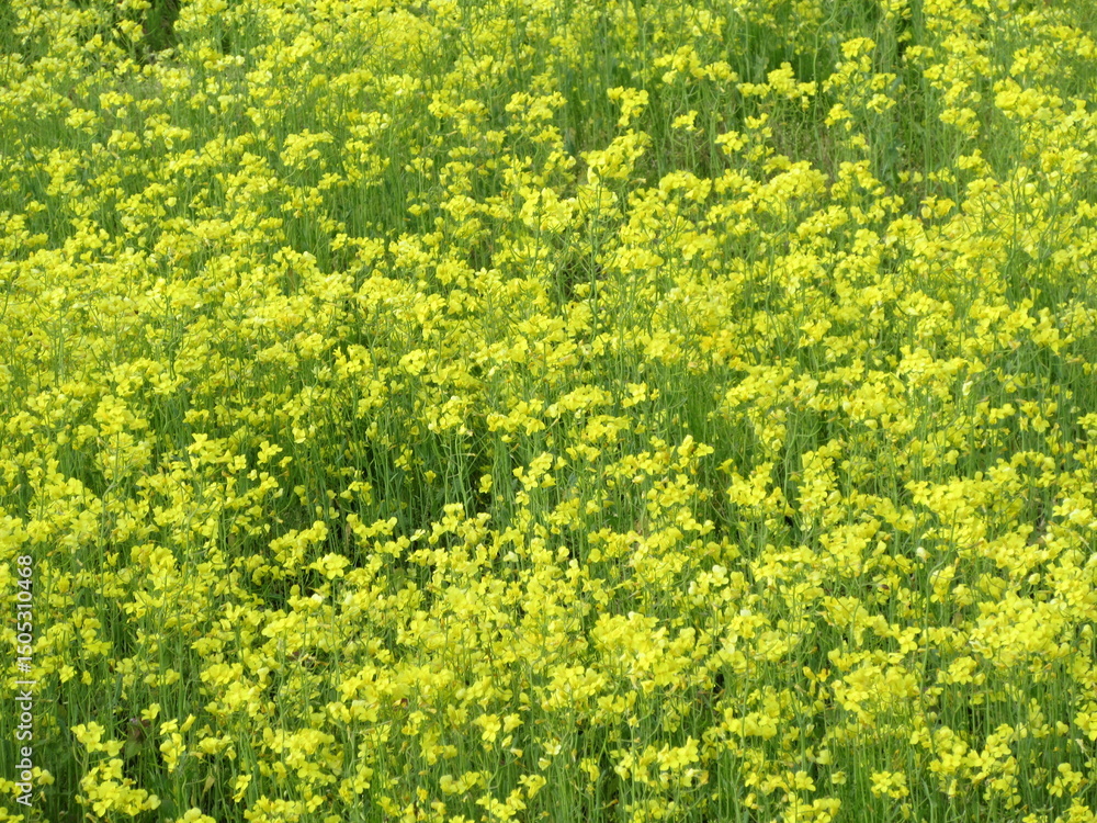 Obraz premium 耕作放棄地に咲いた黄色い花