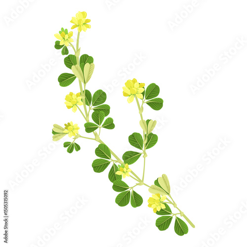 lesser trefoil, suckling clover, field flower, Trifolium dubium, vector drawing wild plants at white background, floral elements, hand drawn botanical illustration