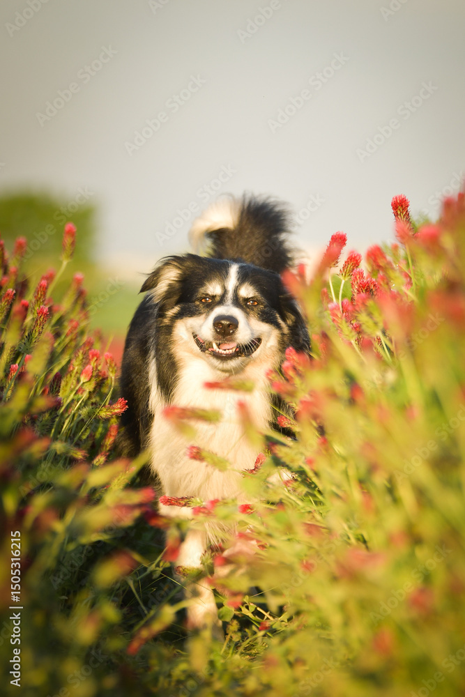 Obraz premium Border collie is running in crimson clover. He has so funny face he is smilling 