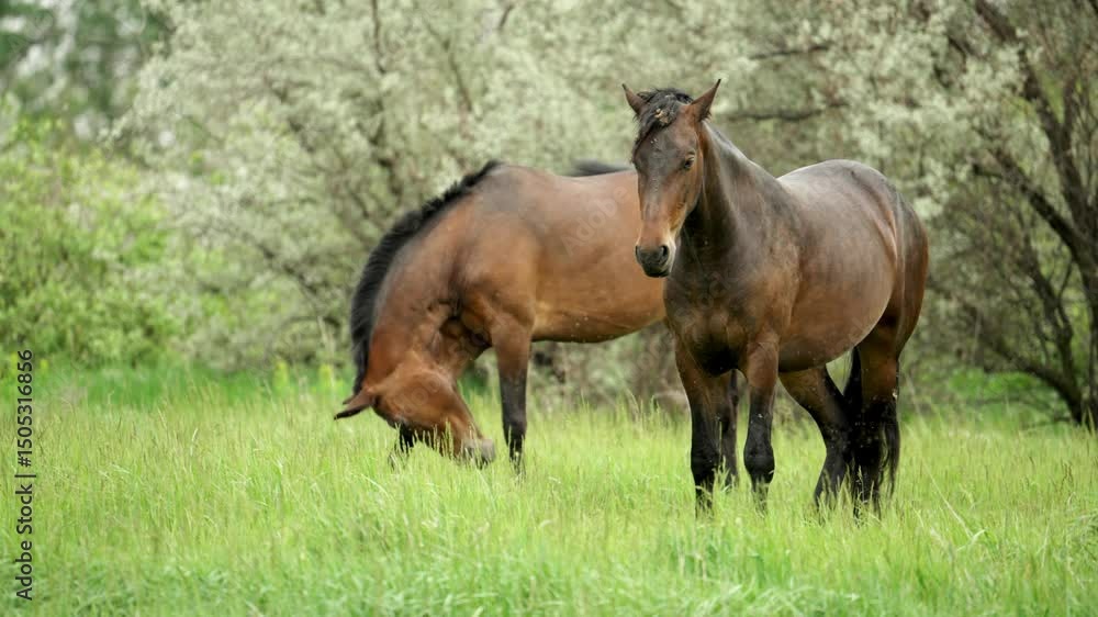 Beautiful brown horses enjoy fresh green grass in a vibrant spring meadow, showcasing their gentle movements and serene connection with nature Beautiful brown horses enjoy fresh green grass in a vibrant spring meadow, showcasing their gentle movements and serene connection with nature