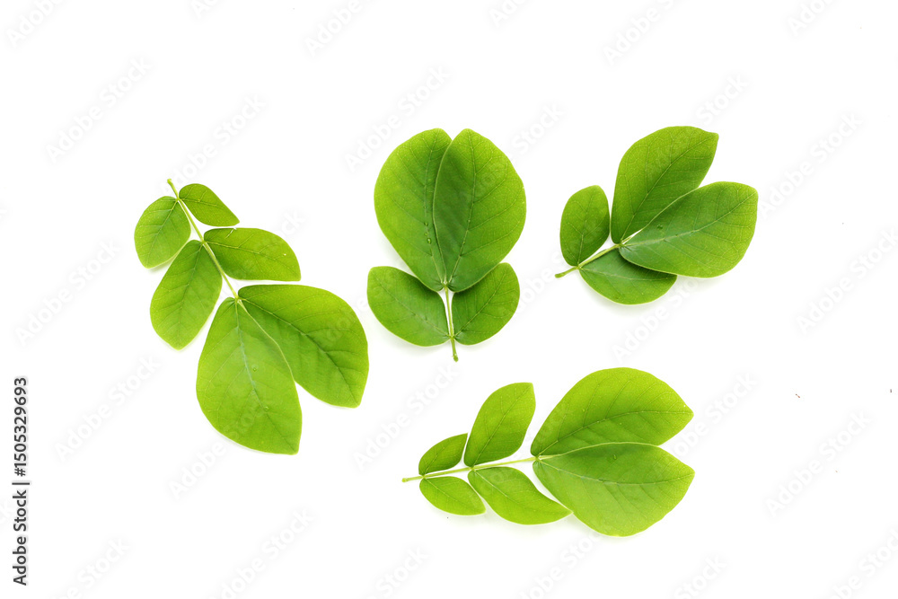 Obraz premium Rain tree leaves on white. Samanca Saman (Jacq) Merr.