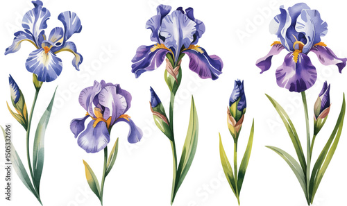 Watercolor Blue Irises – Hand-Drawn Botanical Flower Illustration Isolated on White Background.