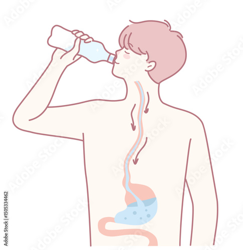 An illustration depicting the essential hydration process along with digestion functions taking place in a human body