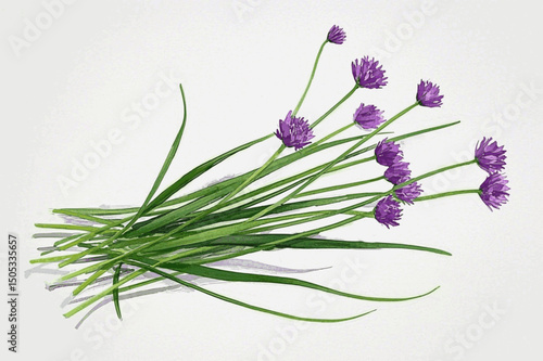 Culinary Delicacy in Flow herb chives (Allium schoenoprasum) isolated watercolor vector illustration svg