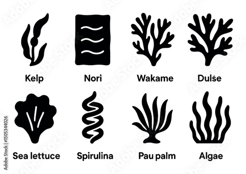 Illustration of various seaweed types: kelp, nori, wakame, algae