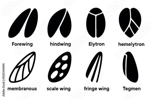 Insect wing types: forewing, hindwing, elytron, tegmen, and more