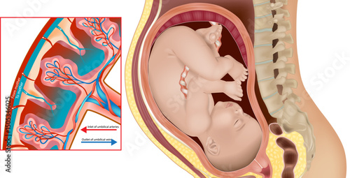 Fetal Position and Placental Blood Circulation in Pregnancy. Pregnant Woman Uterus Cross-Section with Placenta and Fetus. Medical Illustration of Fetus in Womb with Placental Flow Diagram