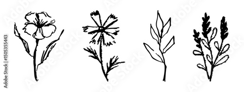 Floral botanical feminine wild flower summer line sketch drawing. Trendy minimal elements wedding herbs, minimalistic flowers with elegant leaves. Tiny tattoo, elegant rustic