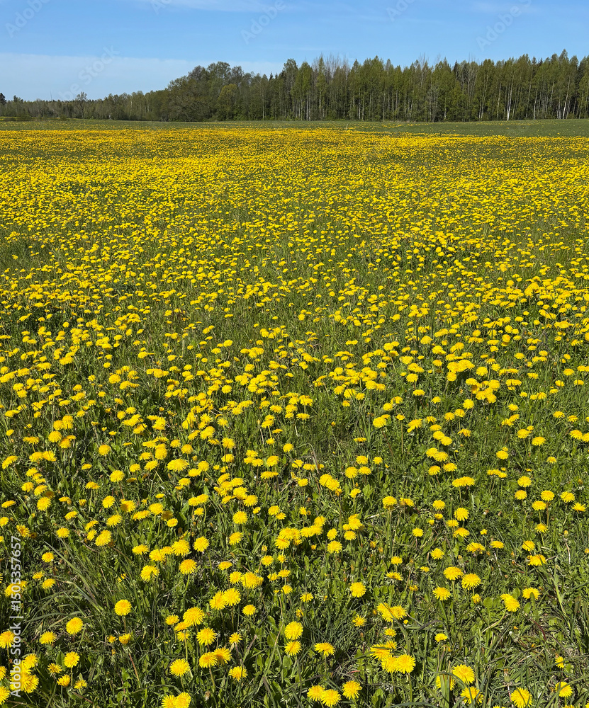 Obraz premium A vibrant spring meadow filled with blooming yellow dandelions under a bright blue sky with wispy clouds.