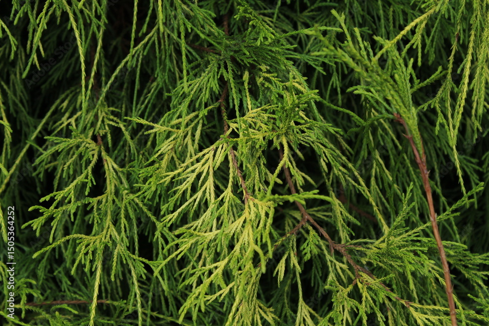 Closeup fresh green christmas leaves, branches of thuja trees on green background. Thuya twig occidentalis, evergreen coniferous tree. Chinese thuja. Conifer cedar thuja leaf green texture
Closeup fresh green christmas leaves, branches of thuja trees on green background. Thuya twig occidentalis, evergreen coniferous tree. Chinese thuja. Conifer cedar thuja leaf green texture