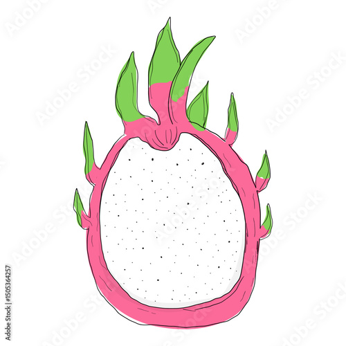 Dragonfruit sketch drawing, pitahaya or pitaya fruit. Doodle summer exotic tropical sweet dessert.
