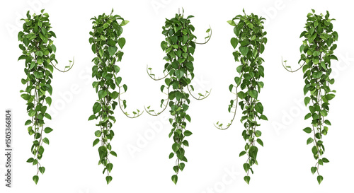 Green cascading hoya plant arrangement on transparent background for design and decoration