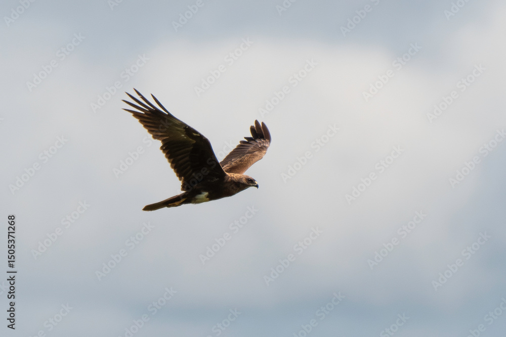 Fototapeta premium Buse variable,.Buteo buteo, Common Buzzard