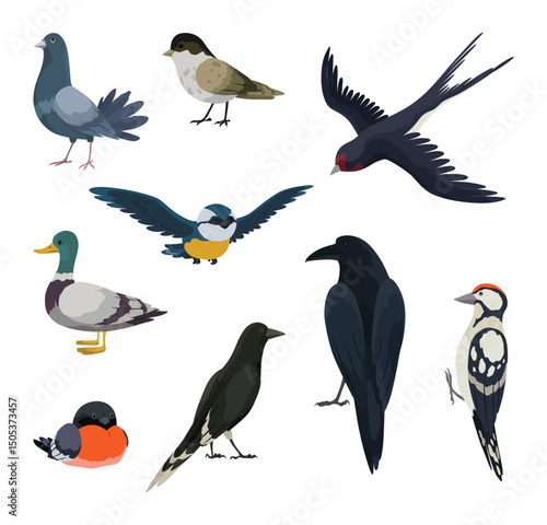 City bird, icons set. European colorful birds, winged animal characters. Birds in different poses isolated on white background. Vector illustration isolated on white background